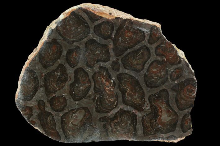 Polished Stromatolite (Acaciella) from Australia - MYA #129225